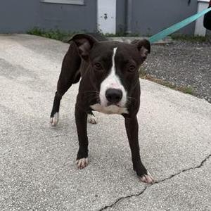 IGUANA, Mixed Breed, puppy, available for adoption