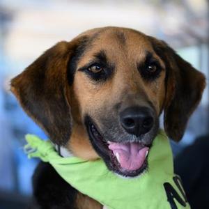HANK, Mixed Breed, adult, available for adoption