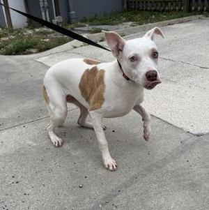 a white dog with brown patches standing on a concrete surface