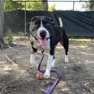 GOOFY, Mixed Breed, young, available for adoption