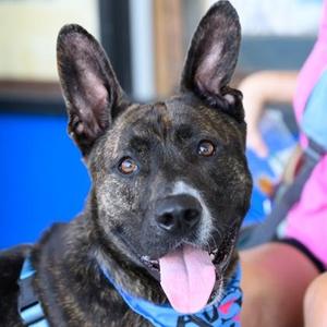 NICK, German Shepherd Dog, young, available for adoption