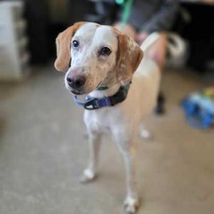 A light-colored dog with floppy ears and a blue collar standing on a carpeted floor.