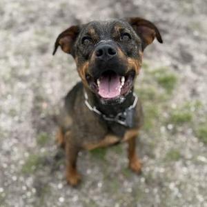A happy dog with a black and brown coat, wearing a collar, sitting on a gravel surface with its mouth open and tongue out.