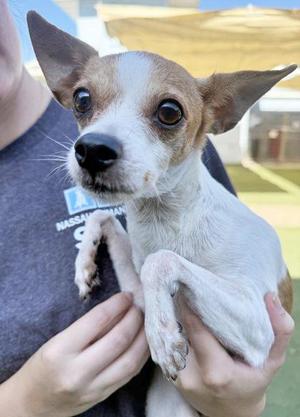 A small white and brown dog with large ears being held by a person in a gray shirt.