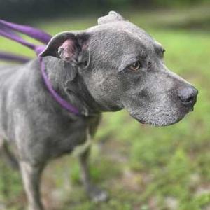 A close-up of a grey dog with a purple collar and leash, looking to the right with its mouth slightly open.