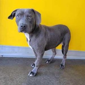 DOODLE, Mixed Breed, puppy, available for adoption