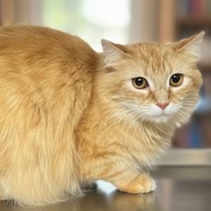 An orange cat sitting on a metallic surface with bookshelves in the background.