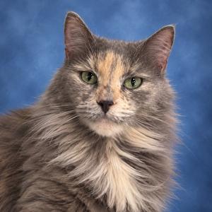 A fluffy cat with green eyes and a mix of gray, brown, and white fur, set against a blue background.
