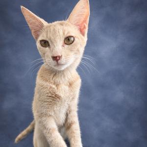 A light-colored cat with large ears and green eyes, standing against a blue background.