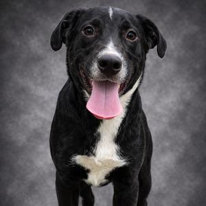 A black and white dog with its tongue sticking out, looking at the camera.