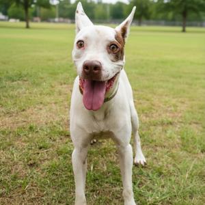 A white pit bull dog with brown markings around its eyes and ears stands in a grassy field with its tongue hanging out.