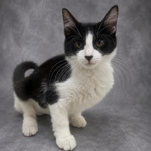 A black and white cat with a white face and chest, standing on a gray background.