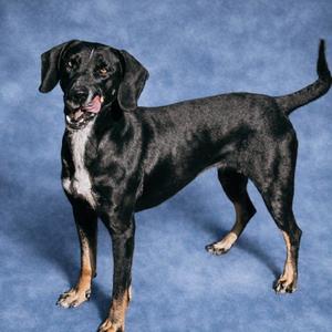 Fern, Pointer, senior, available for adoption