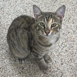 A tabby cat with green eyes sits on a speckled floor.