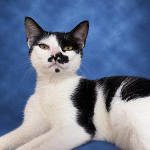 Salt N' Pepa, adult, available for adoption