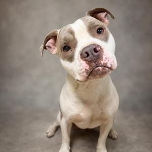 A white and grey pitbull dog looking up with its head tilted