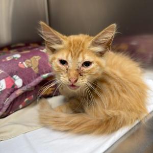 Cheez-Whiz, adult, available for adoption
