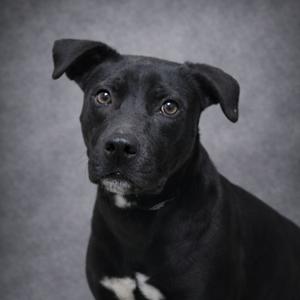 A black dog with a white chest patch looks towards the camera against a grey mottled background.