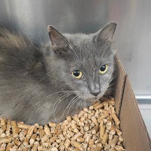 A gray cat with yellow eyes sitting in a cardboard box filled with wood pellets.