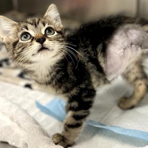 Suds, adult, available for adoption