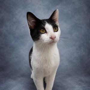 A black and white cat with yellow eyes standing against a gray background.