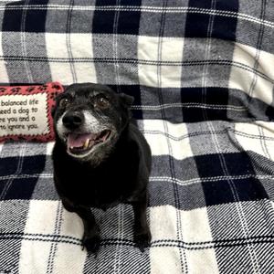 Wilfred, Chihuahua, Short Coat, senior, available for adoption