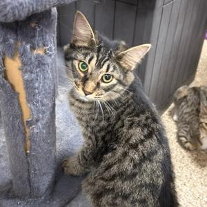A tabby cat with green eyes sitting on a scratching post.