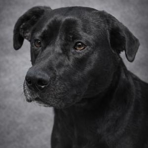 A close-up studio portrait of a black dog against a grey, textured background.