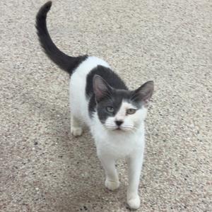 a cat
