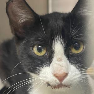 Close-up of a black and white cat with yellow eyes