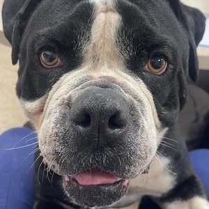Mayson, Bulldog, adult, available for adoption