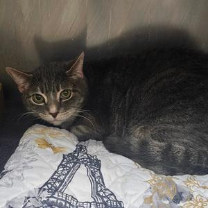 Okra, senior, available for adoption