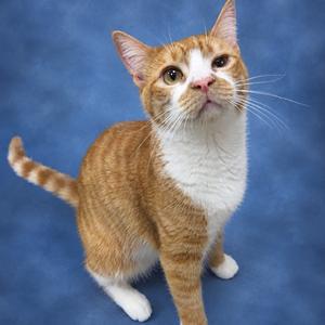 An orange and white cat with a white chest and paws, looking up against a blue background.