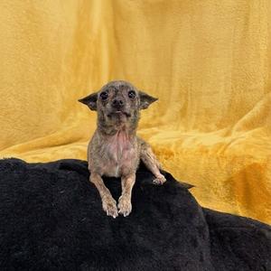 Shenzi-Marie, Chihuahua, adult, available for adoption