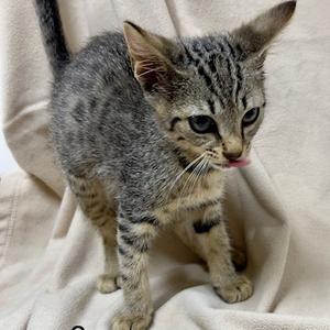 Venus, adult, available for adoption