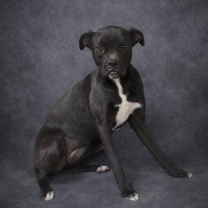A black dog with a white chest marking sits against a grey mottled background.