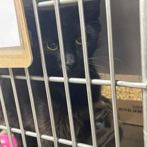 Morticia, adult, available for adoption