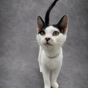 A white cat with black markings on its head and ears, standing on a gray background.