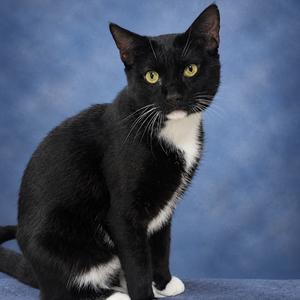 Socks, adult, available for adoption