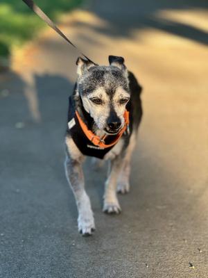 Handsome, Chihuahua, senior, available for adoption