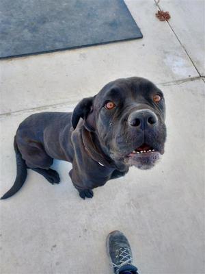 Wiggles, Cane Corso Mastiff, adult, available for adoption