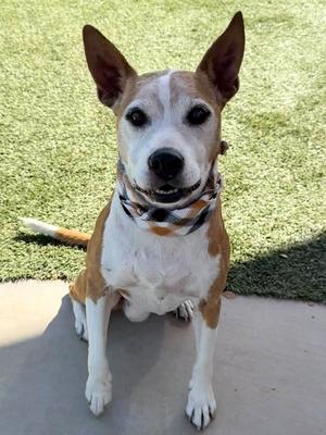 Nova, American Staffordshire Terrier, adult, available for adoption