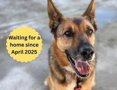 Maya, German Shepherd Dog, senior, available for adoption