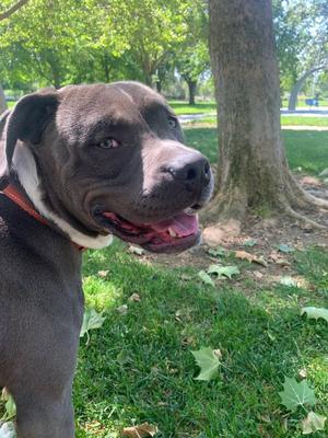 Equilibrium, Pit Bull Terrier, adult, available for adoption