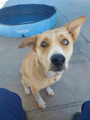 Margaritaville, Husky / Labrador Retriever, adult, available for adoption