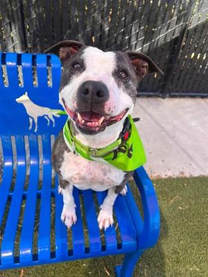 Chickaletta, Pit Bull Terrier, adult, available for adoption