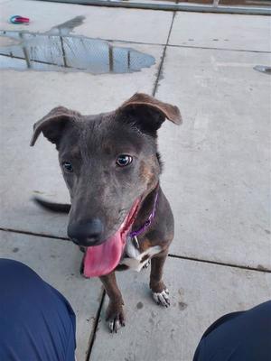 Lucy, Australian Kelpie, young, available for adoption