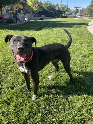 Russell, Border Collie / Staffordshire Bull Terrier, adult, available for adoption
