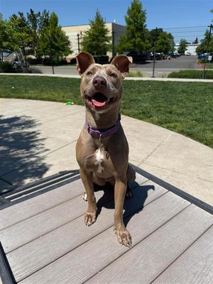Fiesta, Pit Bull Terrier, adult, available for adoption