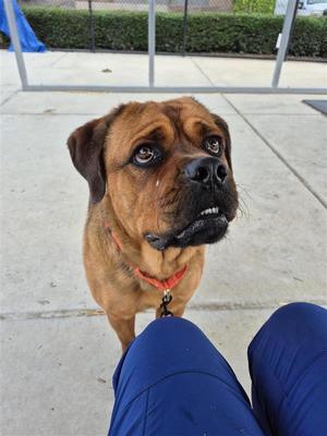 Rocky, Cane Corso Mastiff / Rottweiler, adult, available for adoption